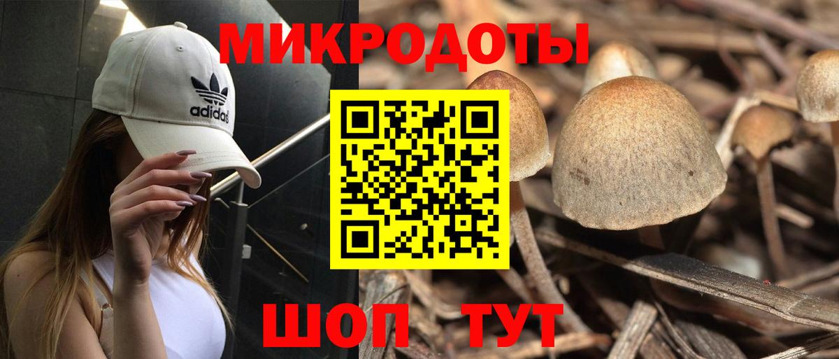 Галлюциногенные грибы Psilocybe Саранск
